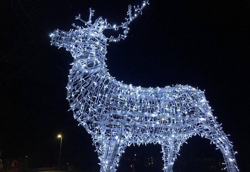 reindeer